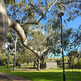 PT4 Series LED Poletop light installation at Sir James Mitchell Park in the City of South Perth